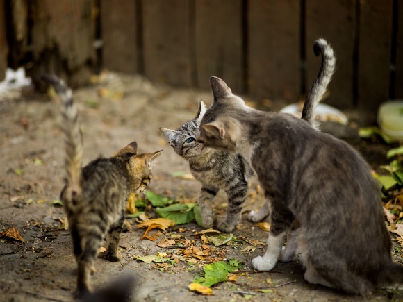 08-130825 COLONIAS FELINAS FOTO FREEPIK