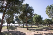 Construcción de aseos públicos, merenderos y acondicionamiento del  pinar de san ginés